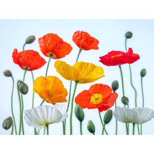 Multi coloured Poppies and buds
