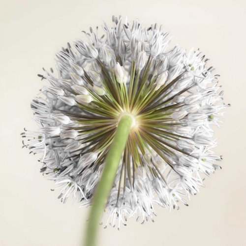 Allium flower