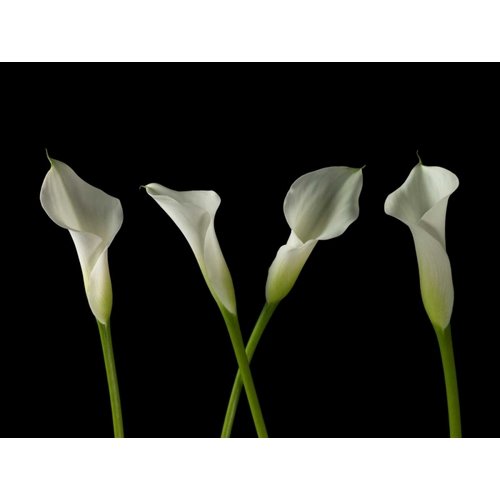 Calla lilies in a row