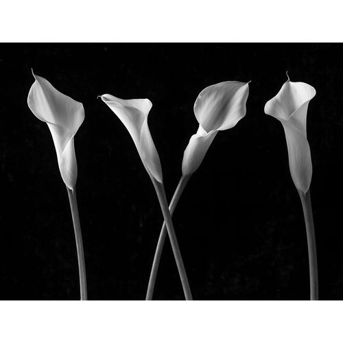 Calla lilies in a row