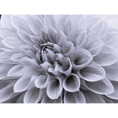 Dahlia flower - Full frame
