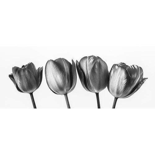 Four tulips, FTBR-1795