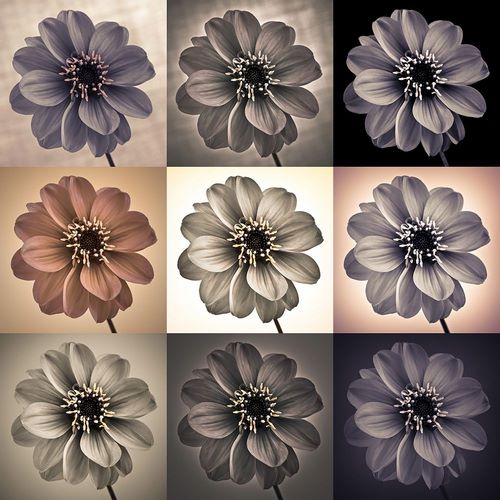 Frank, Assaf 아티스트의 Collage of Dahlias flowers 작품