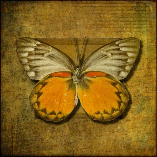 Colorful Butterfly with Vintage effects