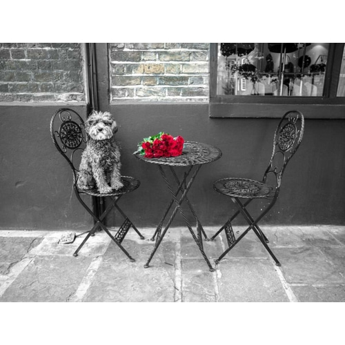 Dog Sitting on a chair with a banch of roses on a table