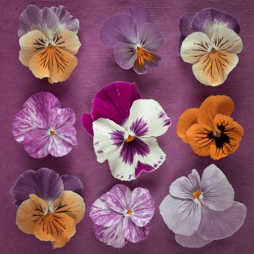 Nine Pansy flowers