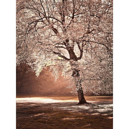 Frank, Assaf 아티스트의 Autumn tree in sunlight 작품