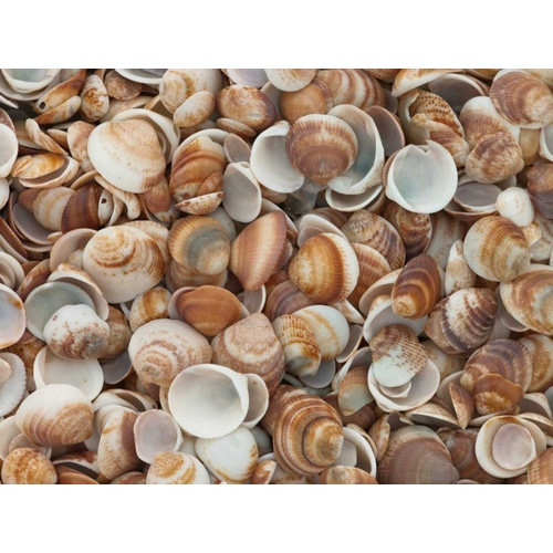 Full frame of sea shells on the beach
