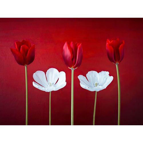Tulip flowers in a row