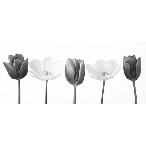 Five tulips in a row, FTBR-1820