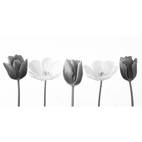Five tulips in a row, FTBR-1842