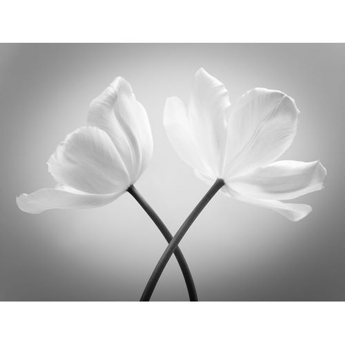 Two Tulip flowers crossed, FTBR-1821