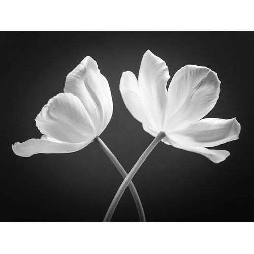 Two Tulip flowers crossed, FTBR-1822