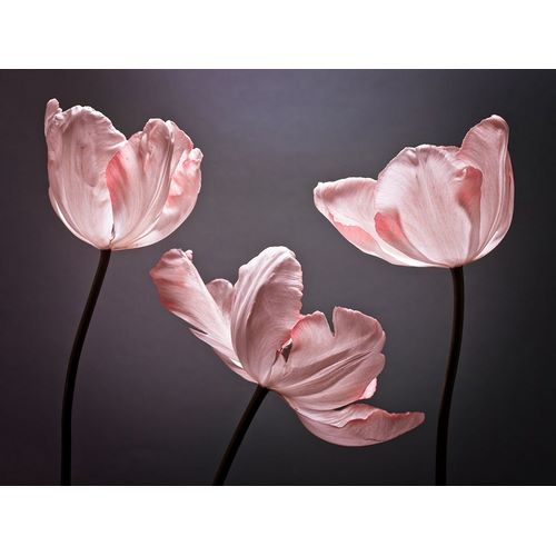 Three Tulips, FTBR-1823