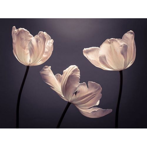 Three Tulips, FTBR-1824