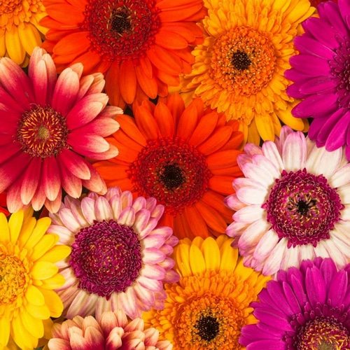 Multi-coloured Gerbera flowers