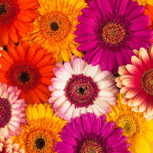 Multi-coloured Gerbera flowers