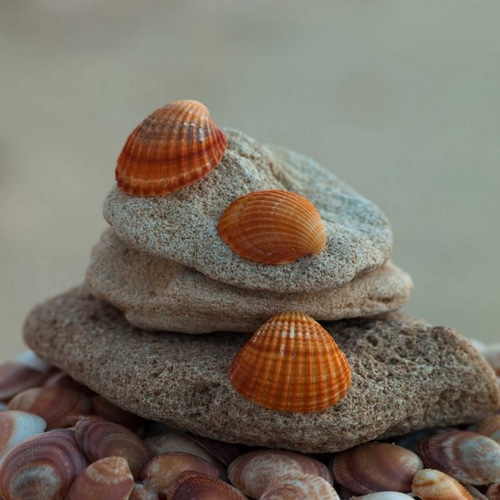 Sea shells on pebbles
