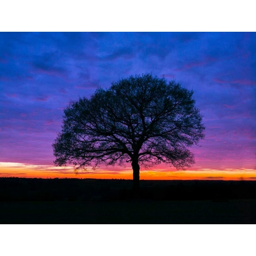 Silhouette of a tree against coloured skies