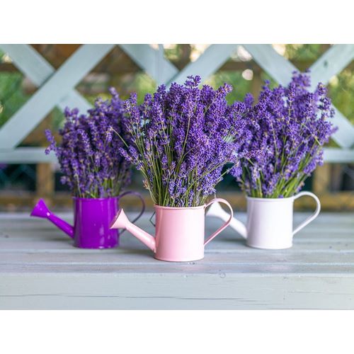 Watering cans with Lavender flowers