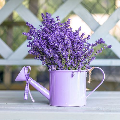 Watering can with Lavender flowers
