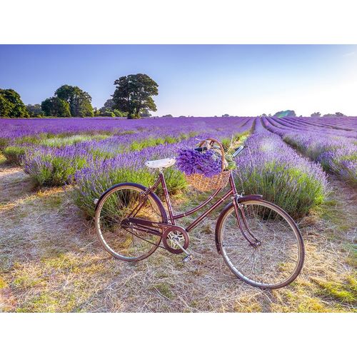 Bicycle with flowers in a Lavender field