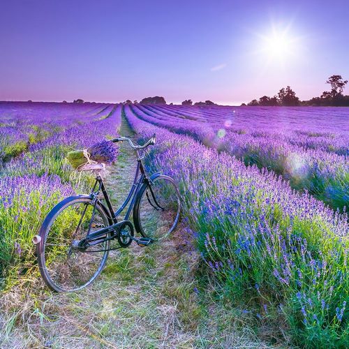 Bicycle with flowers in a Lavender field