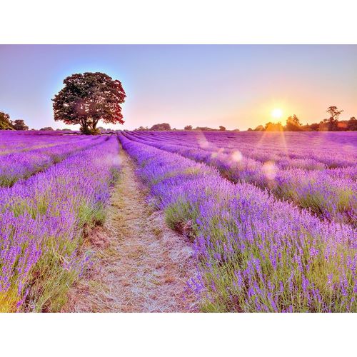 Frank, Assaf 아티스트의 Lavender field at sunset 작품