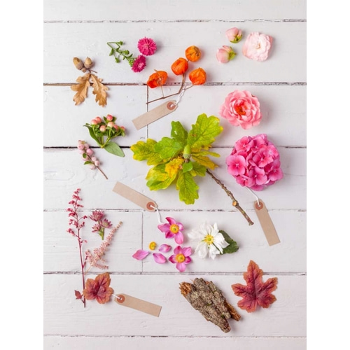 Eclectic plants on wooden background