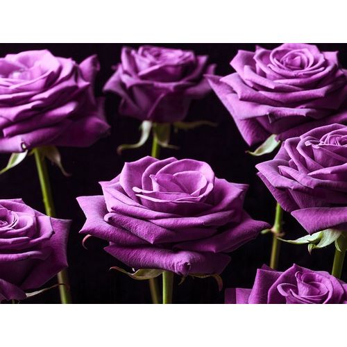 Frank, Assaf 아티스트의 Close-up of Roses on colored background 작품