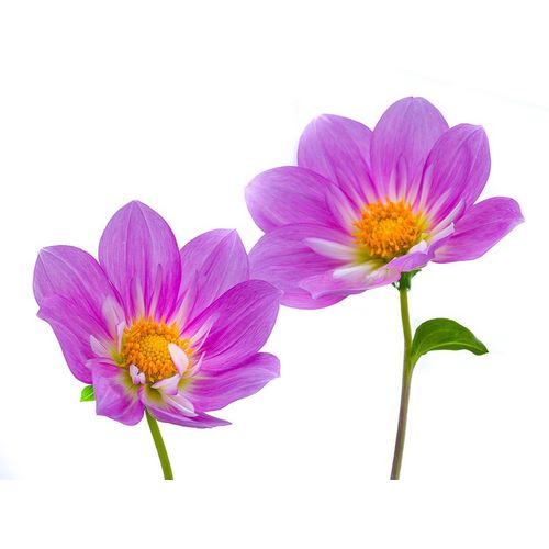Purple colored Dahila flowers