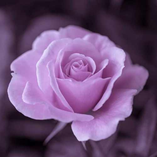 Beautiful garden rose
