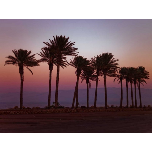 Palm trees on beach of Dead sea, Israel