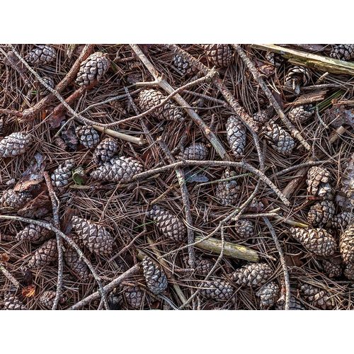 Pine cones and tree branches