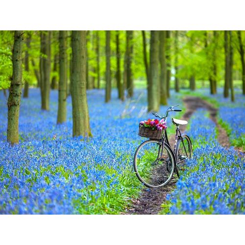 Bicycle in spring forest