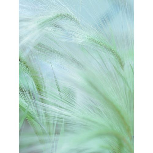 Frank, Assaf 아티스트의 Wild grass Foxtail Barley 작품