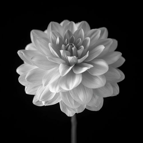 Frank, Assaf 아티스트의 Dahlia flower on black background 작품