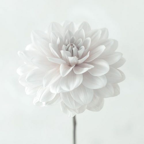 Frank, Assaf 아티스트의 Dahlia flower on white background 작품