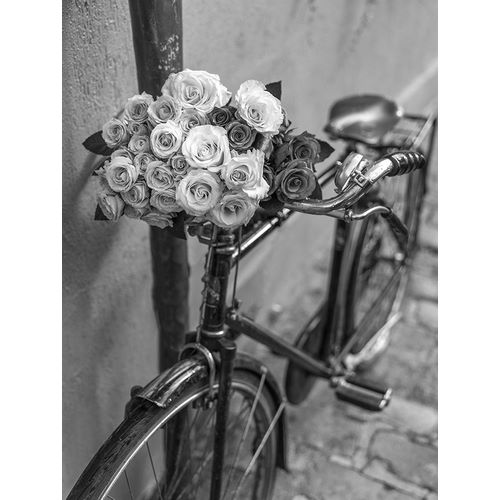 Bunch of Roses on bicycle, Paris, France