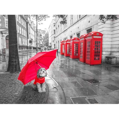 Dog with umbrella in London