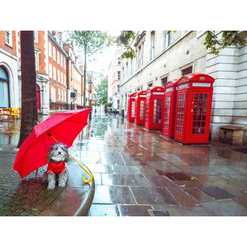 Dog with umbrella on London city street