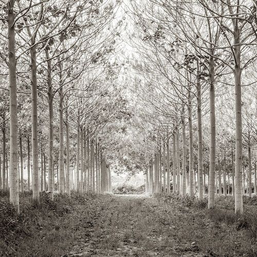 Pathway through trees in forest, FTBR-1815