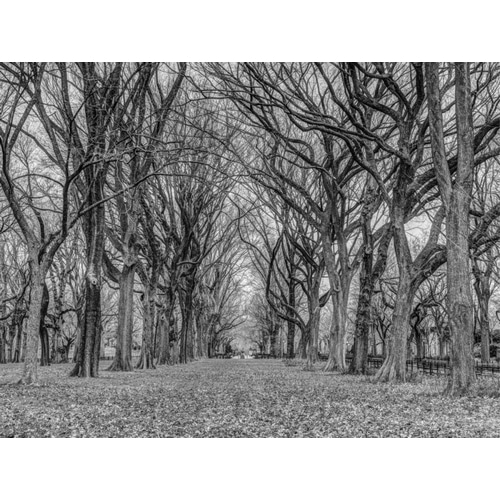 Rows of trees in Central park, New York