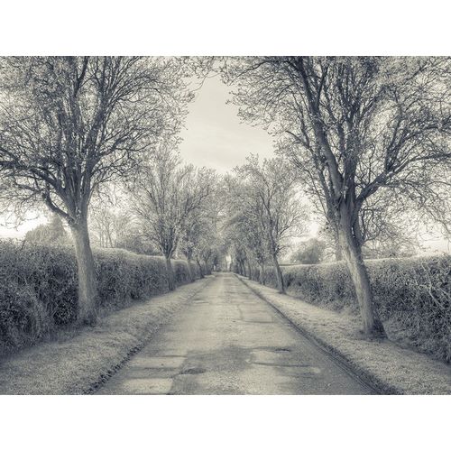 Road through trees, FTBR-1911