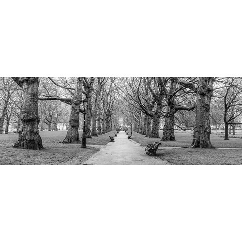 Avenue of trees, Green Park, London, FTBR-1839