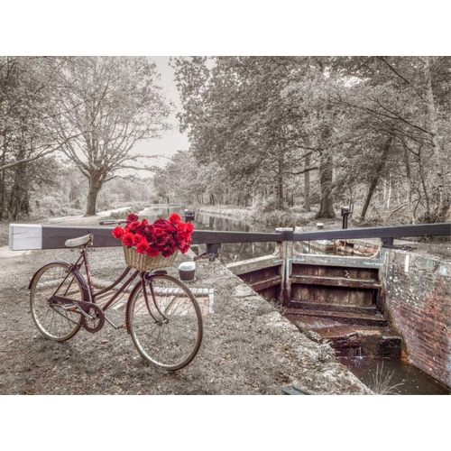 Bicycle with bunch of white roses by the canal