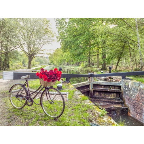 Bicycle with bunch of white roses by the canal