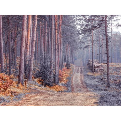 Road through Autumn forest