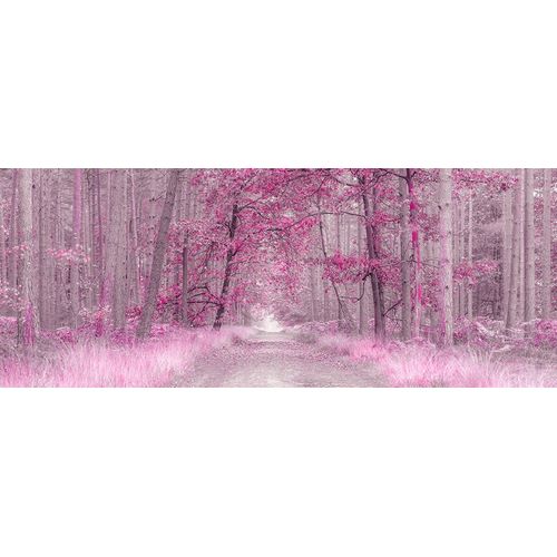 Pathway through Autumn forest, FTBR 1843