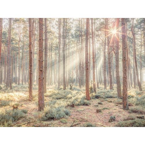 Misty forest with sunrays